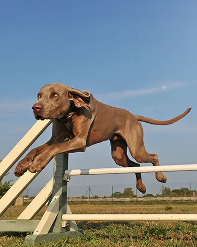 L’éducation et le comportement du braque de Weimar
