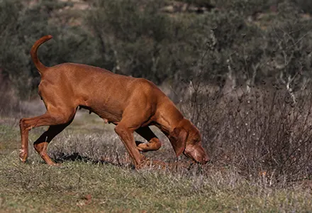 Le pistage et le rapport