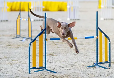 Les disciplines d-agilite