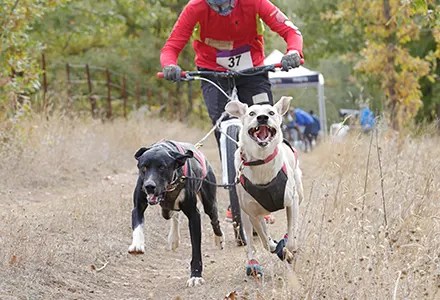 Les sports d-endurance