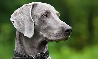 Museau puissant et regard vif