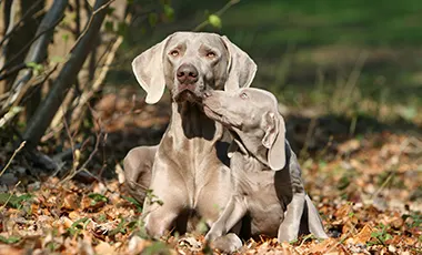 Une robe grise distinctive