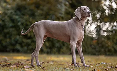 Une silhouette athletique