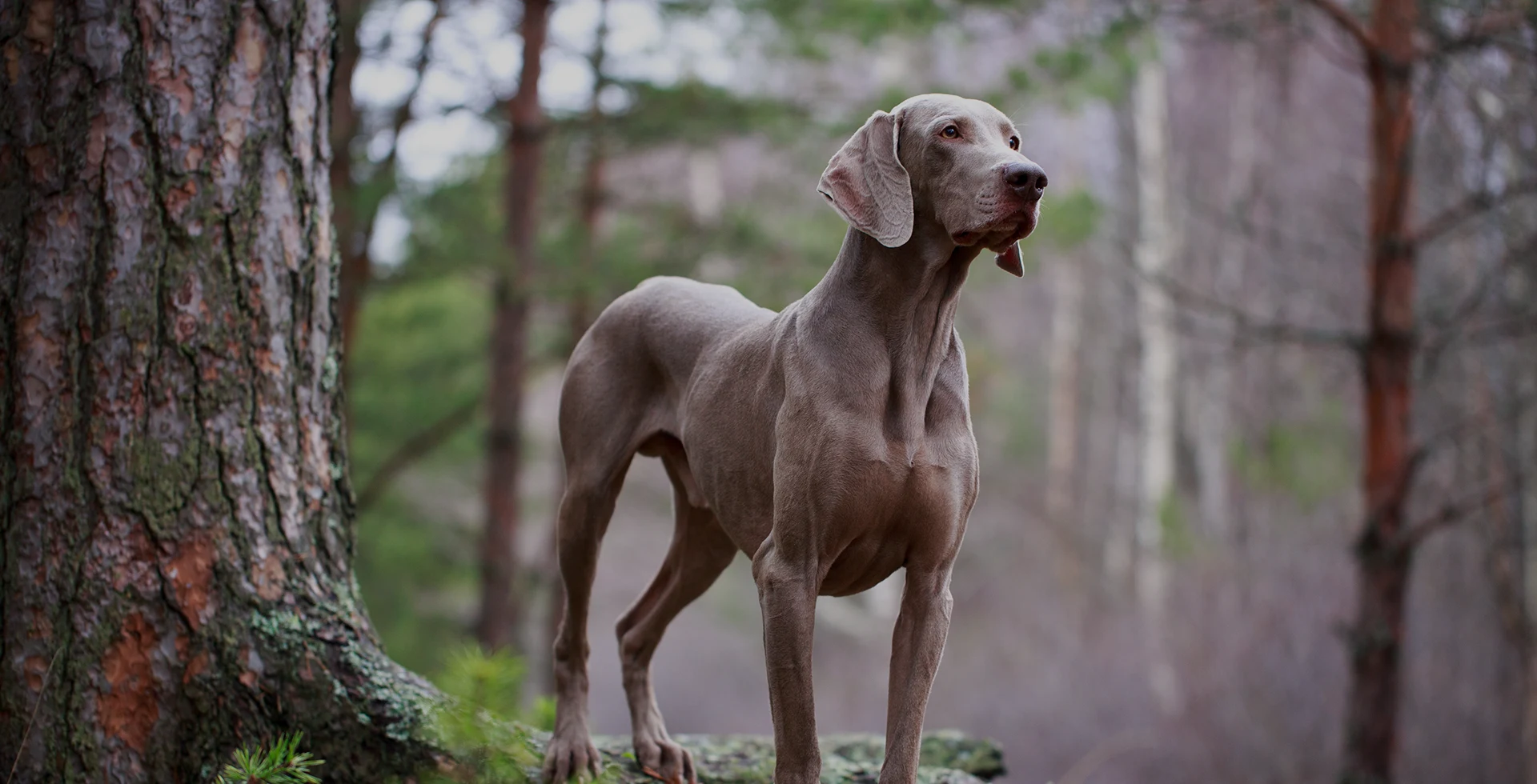 Braque de Weimar - un chien intelligent et loyal
