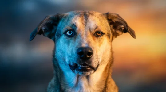 Portrait émotionnel d'un chien montrant la dualité entre souffrance et confiance